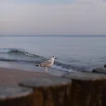 Perlowa Przystan 아파트 *